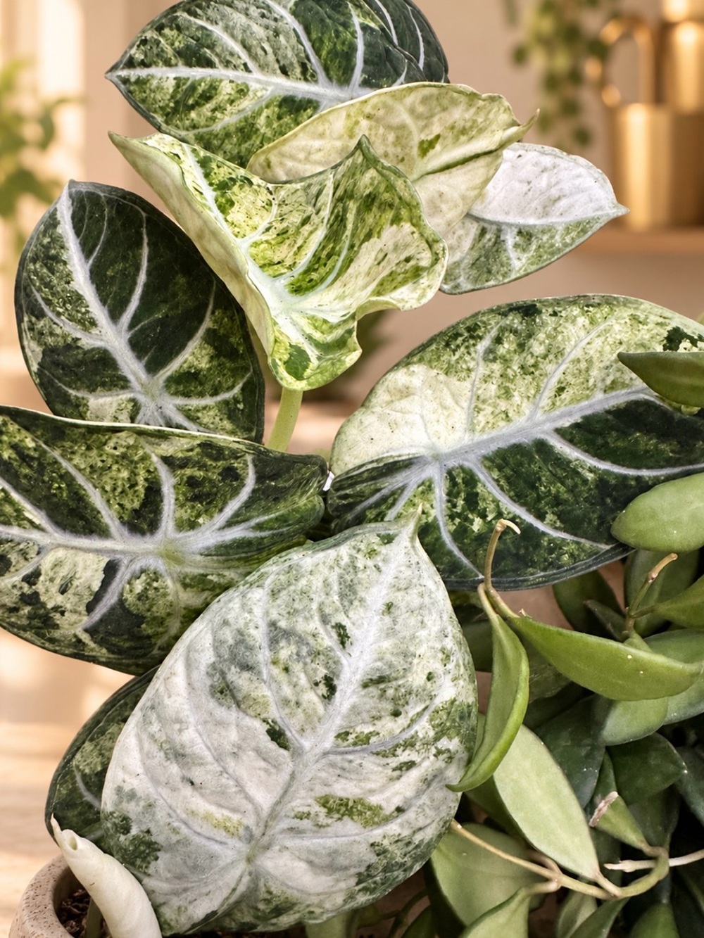 Variegated Green and White Indoor Leaf Accent - Brand
